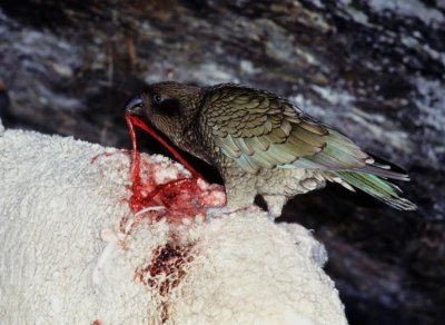 Kea attacking sheep