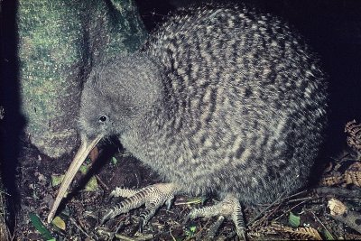 Great Spotted Kiwi