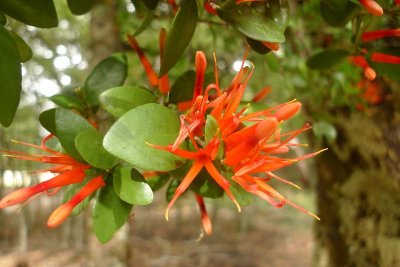 Red Mistletoe